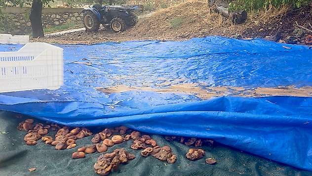 Kocaözü'nde Sağanak Hayatı Felç Etti: Kayısı Bahçeleri de Sular Altında Kaldı