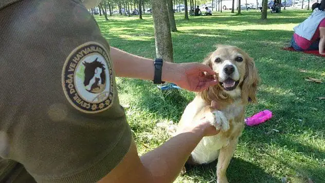 Köpeklere İşkence Yapan Şahısa Ceza