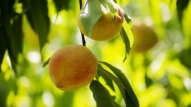 Koronavirüse karşı topyekün seferberlik