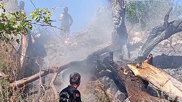 Kuluncak'ta Orta Gerilim Hattı Yangın Çıkardı: Mahalleli Tepkili