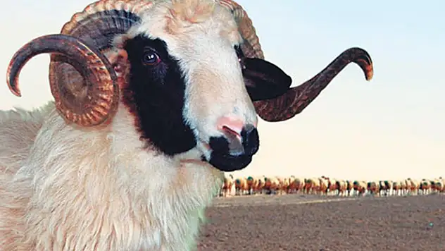 Kurbanlık hayvanların derisini satmak caiz mi?