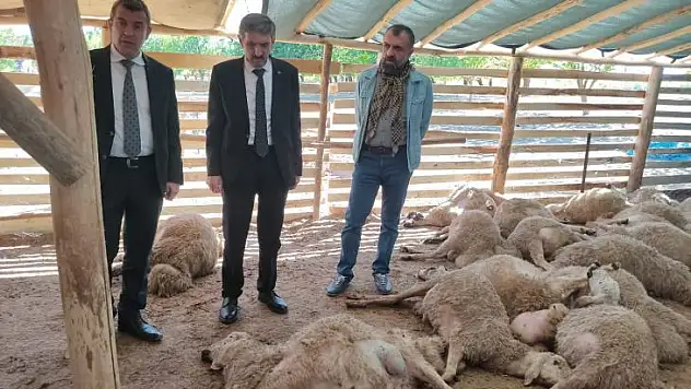 Kurt 42 Hayvanı telef etti