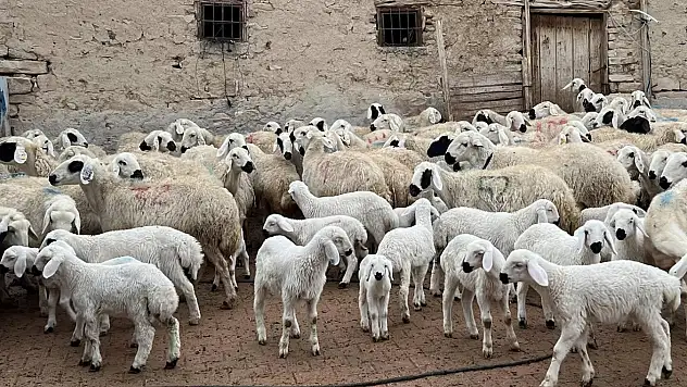 Kuzu ve oğlak desteği ikinci başvuru dönemi başladı