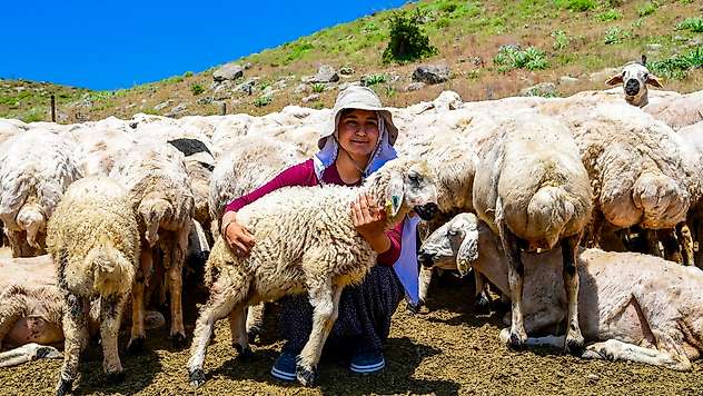 Malatya'da 35 Yıllık Su Çilesi Sona Erdi! Sarıçiçek Yaylası Suya Kavuştu
