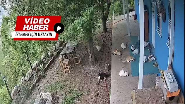 Malatya'da 5,6'lık Deprem Kameralarda: Kediler ve Vatandaşlar Panikle Kaçtı