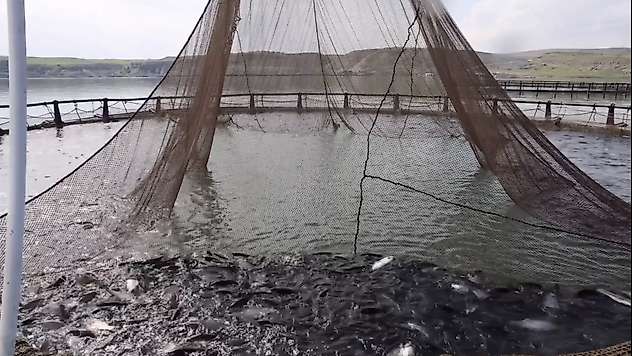 Malatya'da Alabalık Üretimi 7 Bin 500 Tonu Buldu