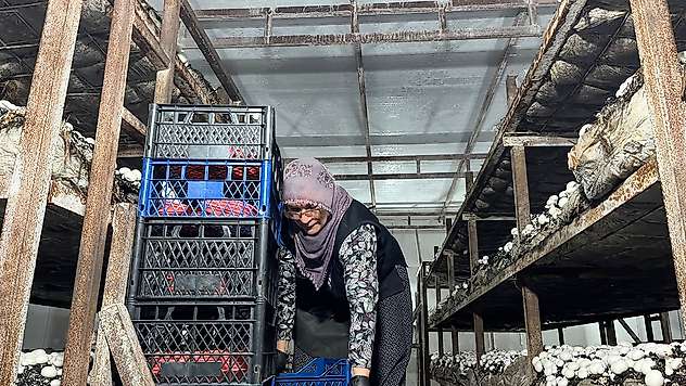 Malatya'da Alternatif Tarım Atağı: Ayda 15 Ton Mantar Üretiliyor