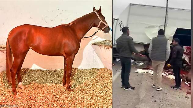 Malatya'da At Nakil Aracı Kaza Yaptı: Şampiyon Safkan Heyfa Hayatını Kaybetti