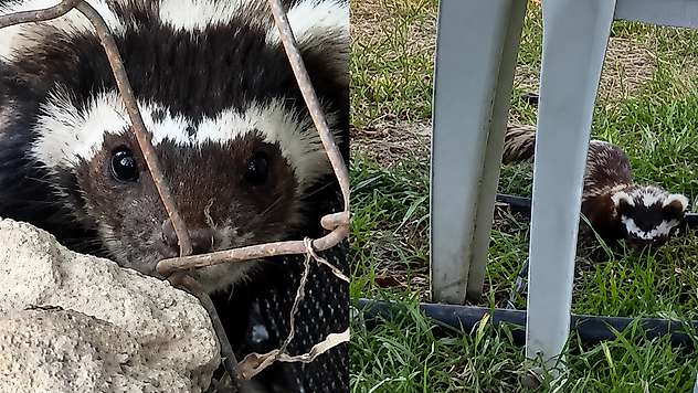 Malatya'da Bahçeye Giren Alaca Kokarca Kameraya Yakalandı