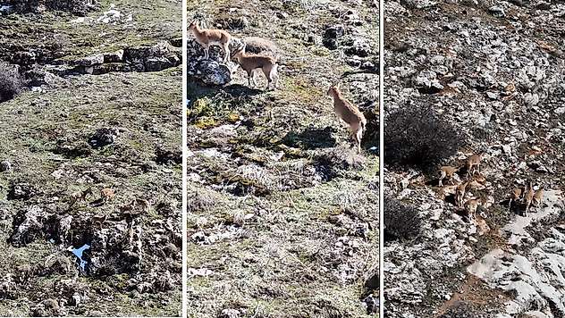 Malatya'da Beydağı'nda Dağ Keçileri Güzelliğiyle Büyülüyor