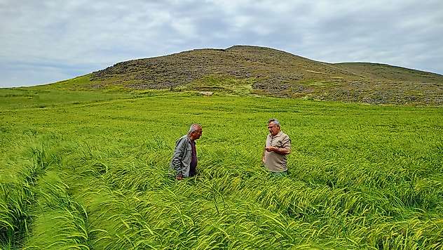 Malatya'da Hububat Tarlalarında Hastalık ve Zararlı Takibi Sürüyor