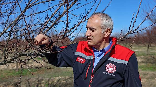 Malatya'da Kayısı Ağaçlarında Tomurcuklanma Başladı
