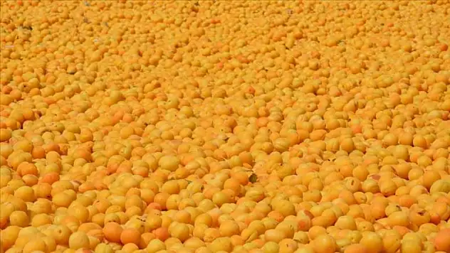 Malatya'da kayısı hasadı başladı