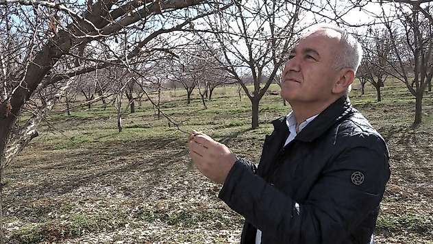 Malatya'da Kayısı Rekoltesi 60-70 Bin Ton Bekleniyor