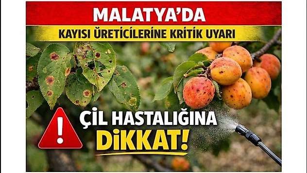 Malatya'da Kayısı Üreticilerine Kritik Uyarı: Çil Hastalığına Dikkat