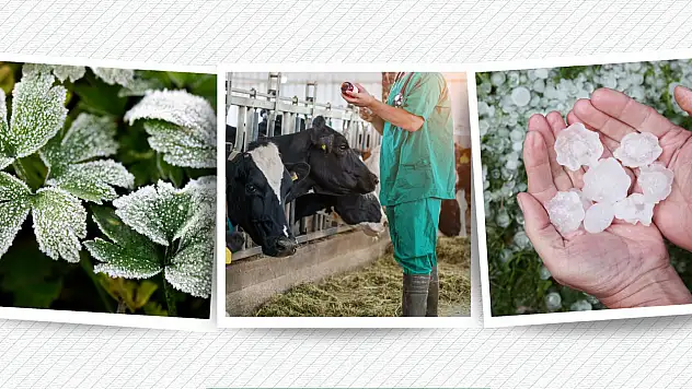 Malatya'da Kayısı Üreticisi Destek Bekliyor: Nisan Donunun Yaraları Hâlâ Sarılmadı