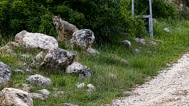 Malatya'da Kurt Alarmı: Bu Kez Mahalle Girişinde Görüldü