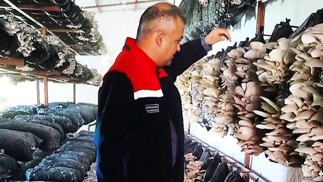 Malatya'da Mantar Üretim Tesisleri Denetlendi: Hastalık ve Zararlıya Rastlanmadı