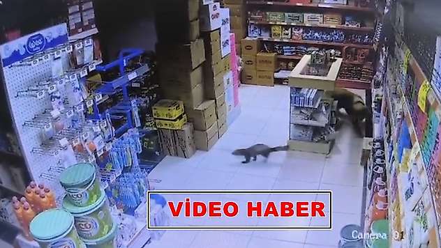 Malatya'da Markete Giren Sansar Panik Yarattı