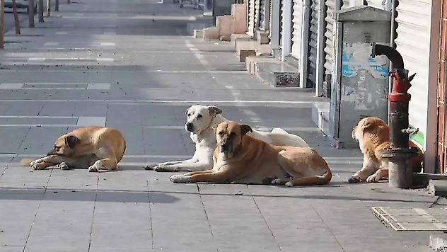 Malatya'da Sahipsiz Hayvanlar İçin Denetim Başlıyor