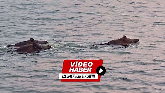 Malatya'da Şaşırtan Görüntü: Yaban Domuzları Baraj Gölünde Yüzdü