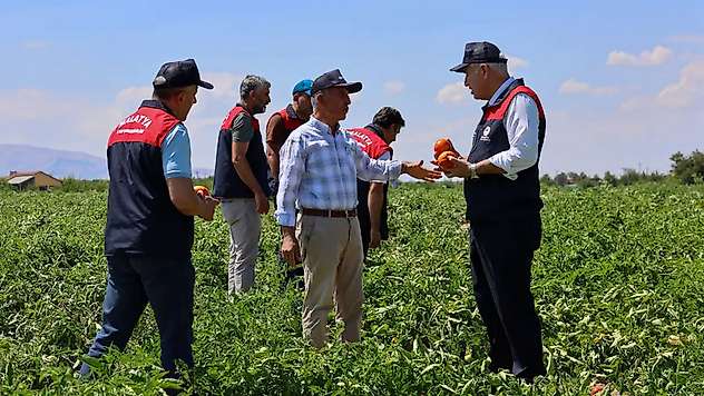 Malatya'da üreticilere dağıtılan bir milyon 85 bin sebze fidesinde hasat zamanı