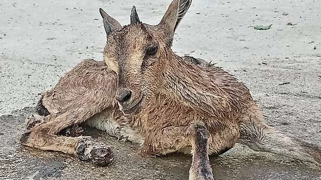 Malatya'da Yaralı Dağ Keçisi Yavrusu Koruma Altına Alındı