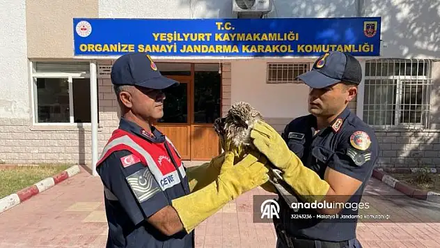 Malatya'da yaralı şahin bulundu