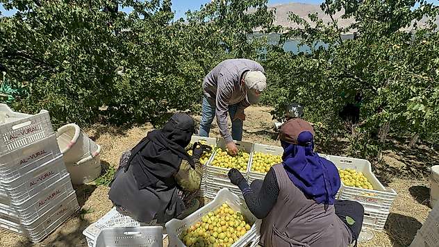 Malatya'da Yaş Kayısı Hasadı Kale'den Başladı