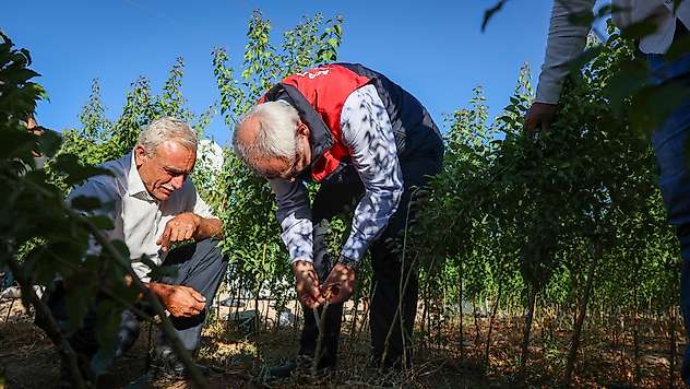Malatya'da yılda 850 bin sertifikalı fidan üretiliyor