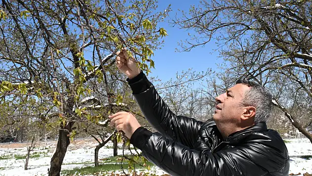 Malatya'da Zirai Don Felaketi: Üreticiye 6,9 Milyar TL Destek Ödemesi Başlıyor