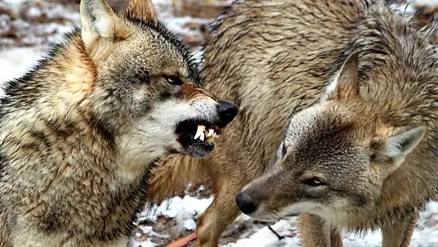 İzmir'in değil, Türkiye'nin parkı