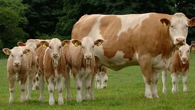 Dişi Hayvan Kesimine Ceza