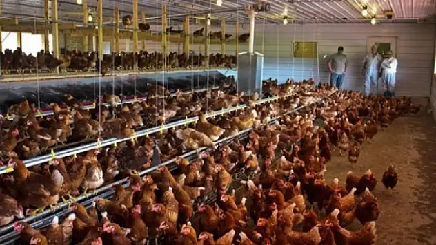 Kümes Hayvancılığı Üretimi