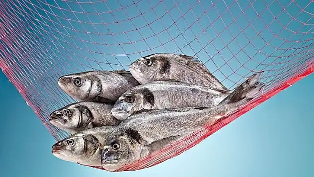 Türk gıda ürünleri İsrail yolcusu