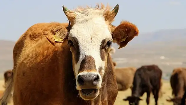 10 milyar 193 milyon lira Kurbana Ödeyeceğiz