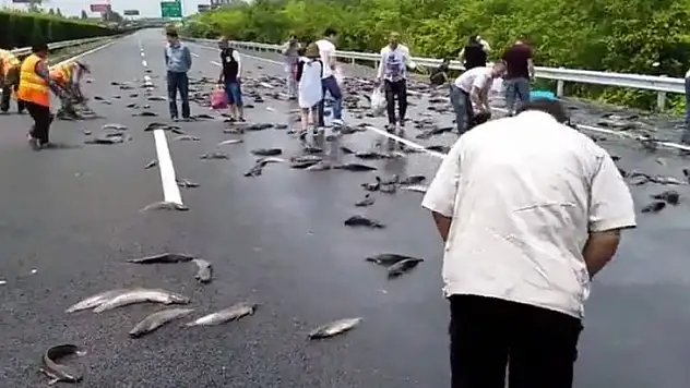 Otobanı canlı balık kapladı