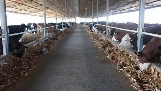 Besiye alınan hayvan başına 1000 lira destek verilmelidir