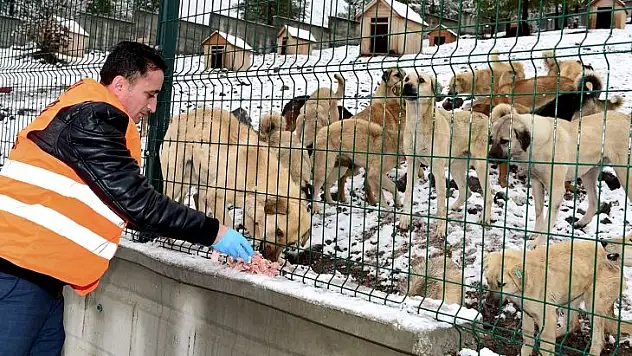Bayat Ekmekler  Sokak Hayvanlarına