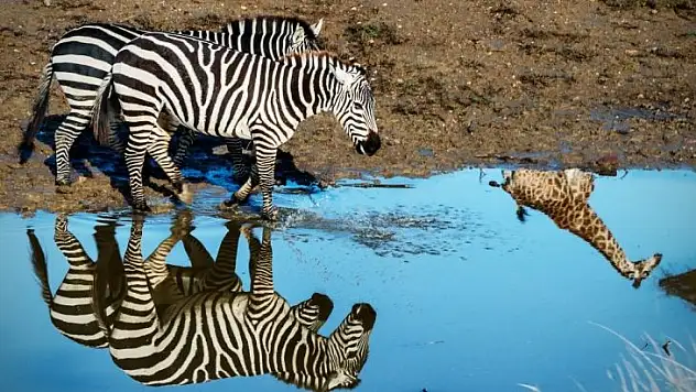 Sizin Gözünüzden Doğal Yaşam