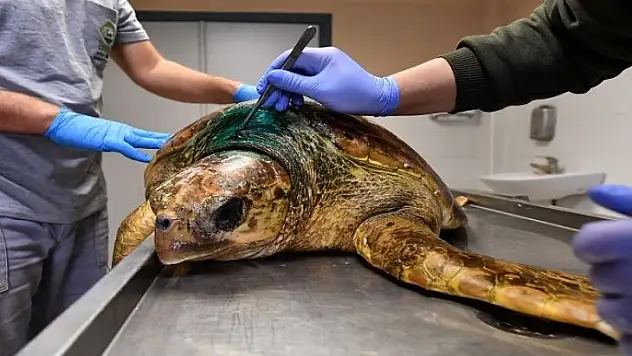 Oltaya takılan Caretta Caretta böyle kurtarıldı