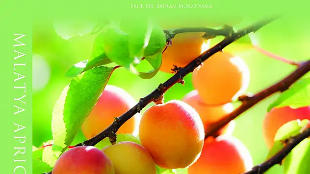 Malatya Kayısısı Riyad'daki organizasyonda ödül almayı hedefliyor