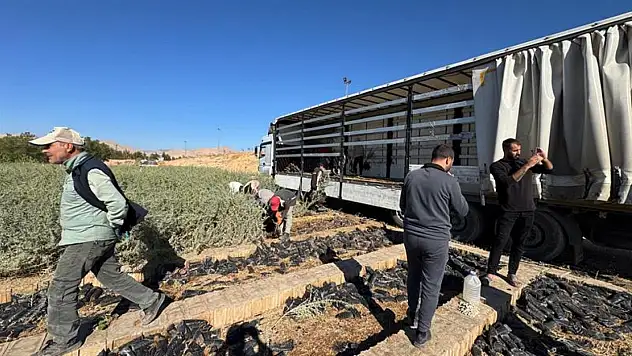 Malatya Meraları Tuz Çalısı Fidanlarıyla Yenileniyor