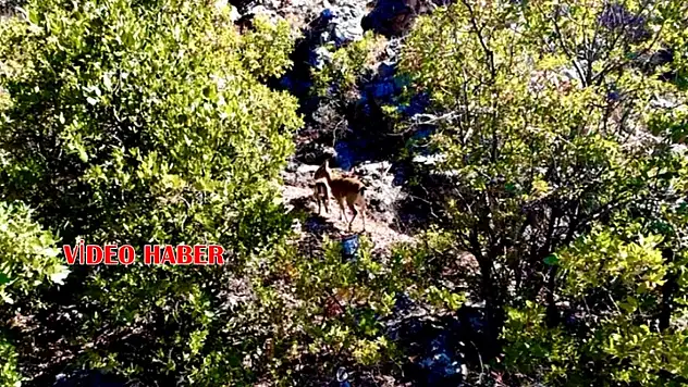 Malatya'nın Dağlarında Muhteşem Manzara: Yaban Keçileri Sahnede!