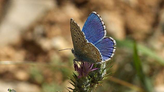 Malatya'nın Kelebek Hazinesi Objektiflere Yansıdı