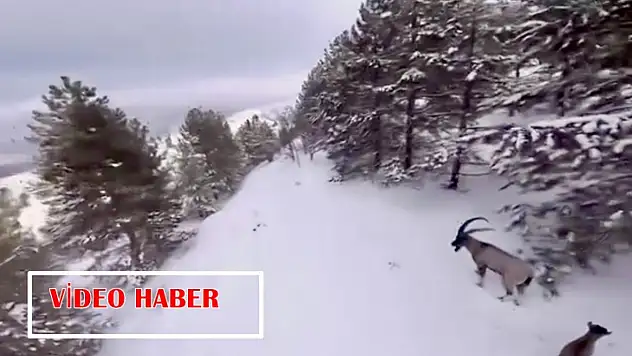 Malatya'nın Zirvelerinde Yaban Hayatının Beyaz Yolculuğu