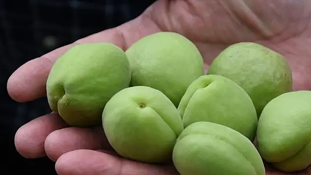 Malatya Ticaret Borsası Başkanı Özcan: 'Malatya kayısısı henüz hasat edilmedi ve raflara girmedi'