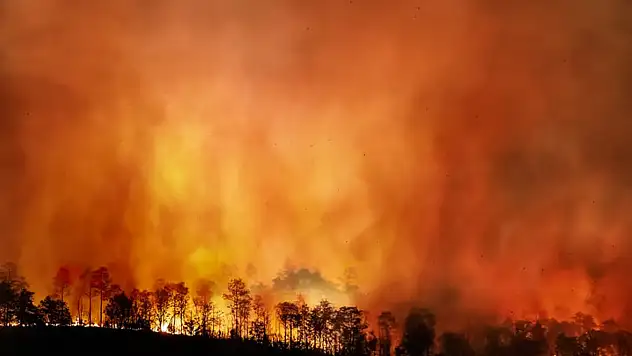 Manisa'da orman yangını