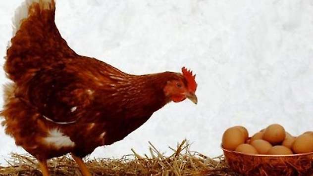Martta tavuk yumurtası üretimi yüzde 17,6 arttı