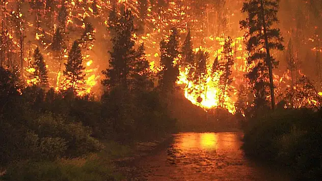 Mersin'de orman yangını